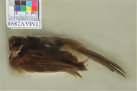 藏品(白頭翁)的圖片